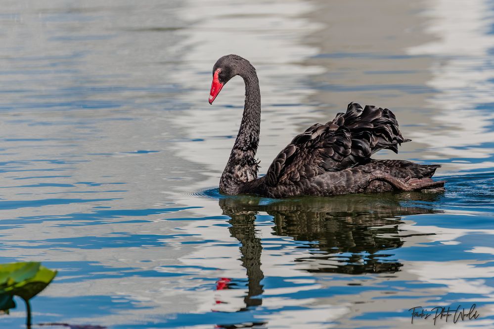 Taken using a Canon R6 w/EF100-400L.