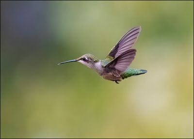 Hummer Stick out.jpg