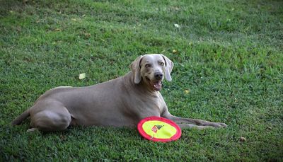 Smaller Forrest has the frisbee and he is keeping it edited.JPG