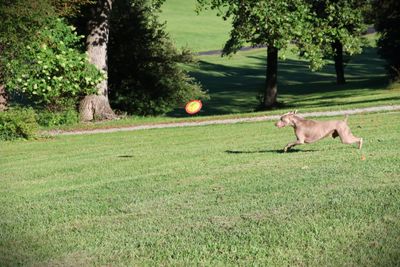 Smaller Forrest and the Frisbee Sept 4 2024.JPG .JPG