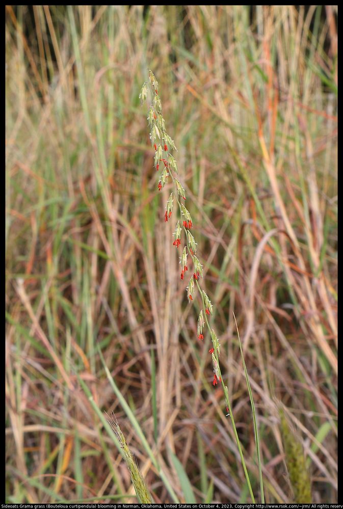 Sideoats Grama grass (Bouteloua curtipendula) blooming in Norman, Oklahoma, United States, October 4, 2023 ; F/11 ; ISO 100 ; 1/16 second ; 29 mm ; EF-S18-135mm f/3.5-5.6 IS USM