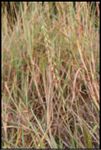 Sideoats Grama grass (Bouteloua curtipendula) blooming in Norman, Oklahoma, United States, October 4, 2023 ; F/11 ; ISO 100 ; 1/16 second ; 29 mm ; EF-S18-135mm f/3.5-5.6 IS USM