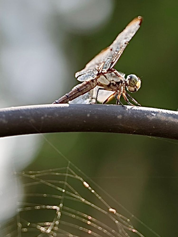 EOS R7, RF100MM F/2.8 L Macro, ISO 160, 100MM, f2.8, 1/1250s