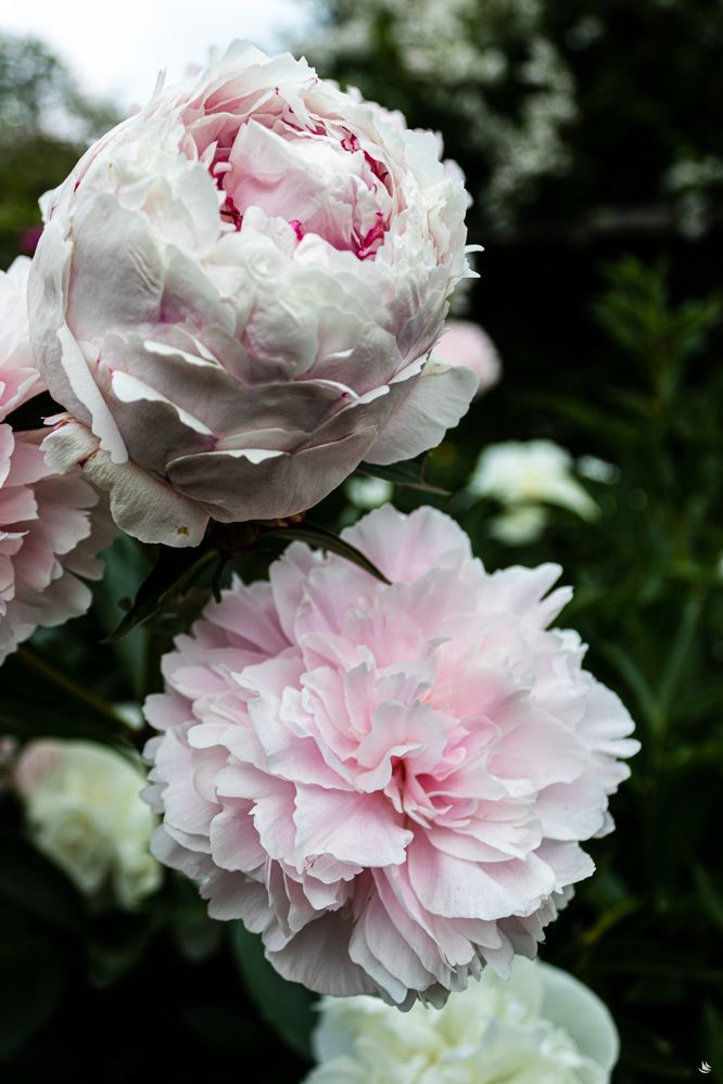 Peonies at Weir Farm National historic site