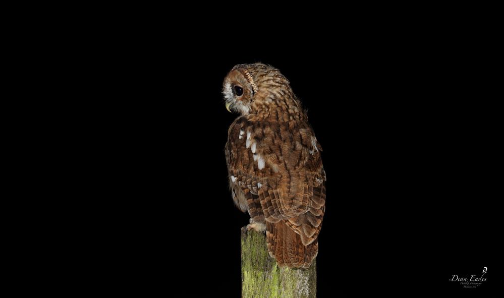 Tawny owl