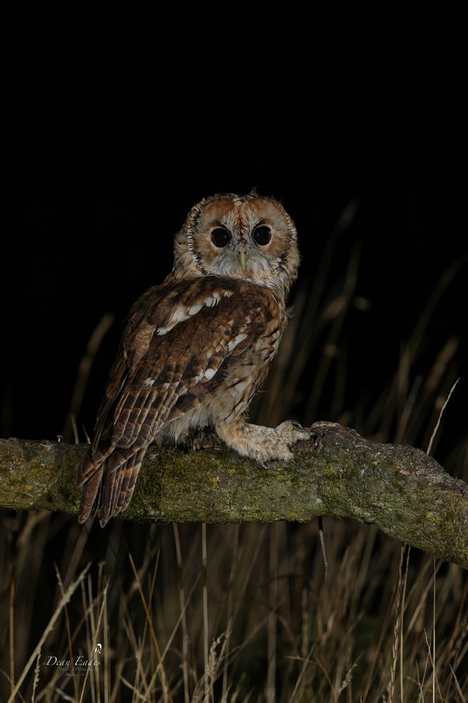 Tawny owl