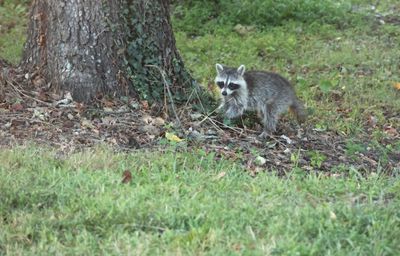 Raccoon searching for persimmons Sept 2024.JPG