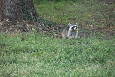 7R1A1279 Raccoon munching Sept 2024.JPG