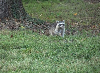 7R1A1277 Sept Raccoon edited.JPG