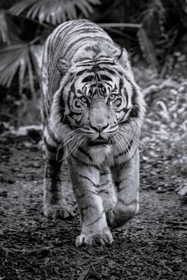 _DSR2688 G LR copy.jpg