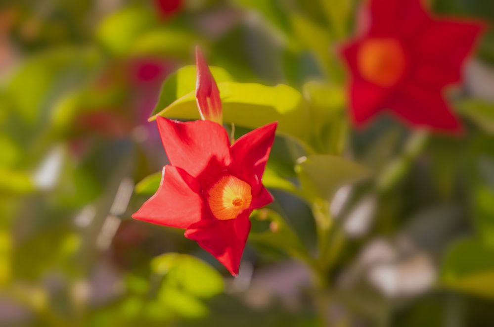 Red Mandevilla  R5 M2  ISO 6400  f6.3  SS 1/1250