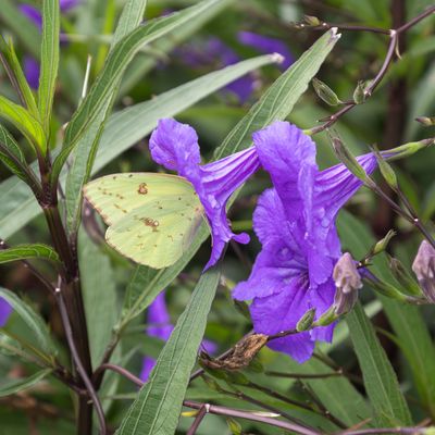 20240907-Canon EOS R6m2-021.jpg