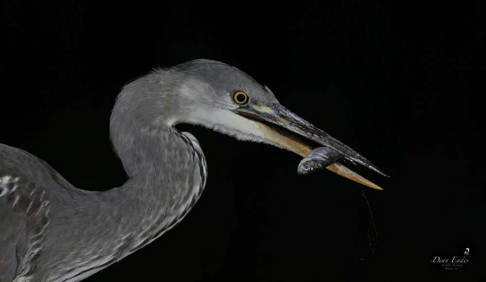 Heron