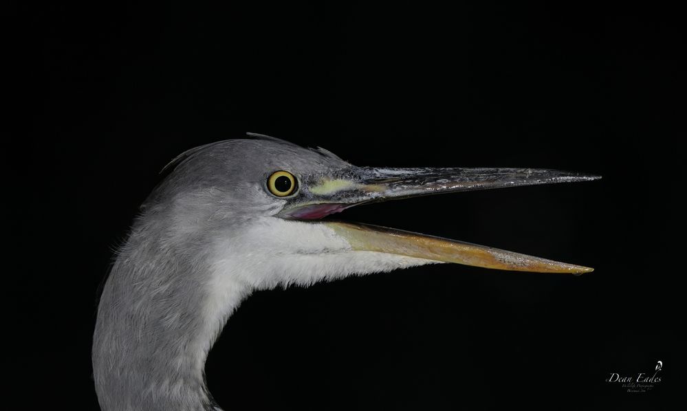 Heron