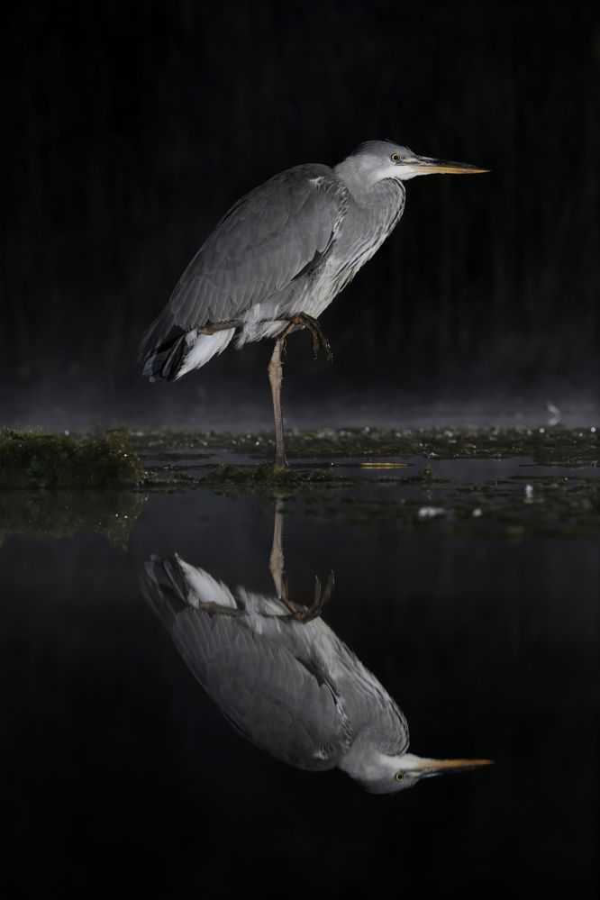 Heron