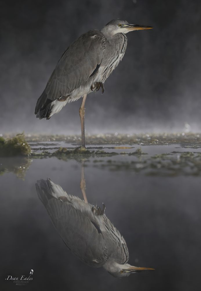 Heron