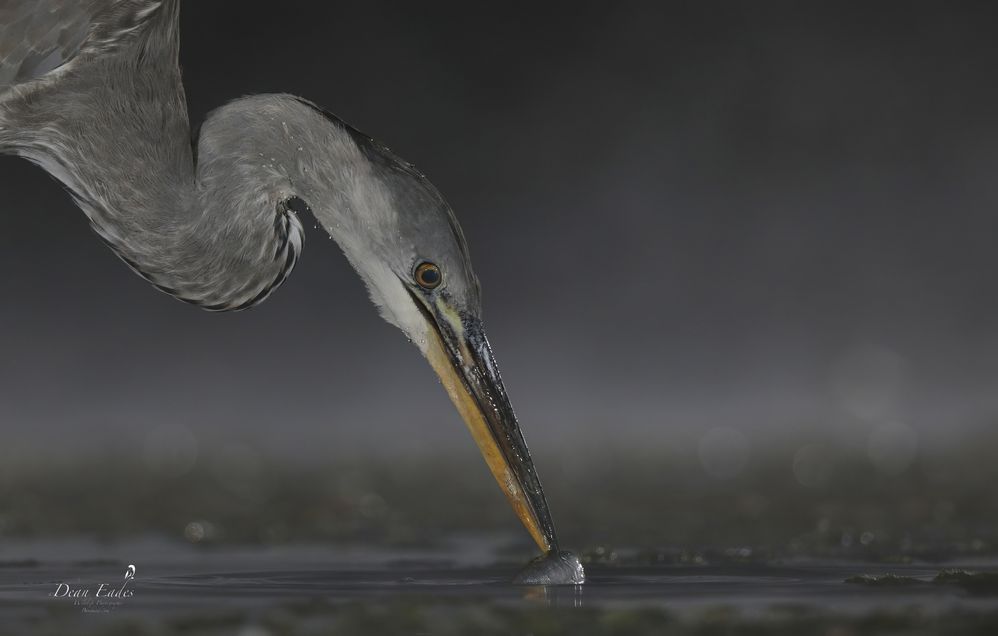 Heron