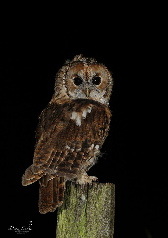 Tawny owl