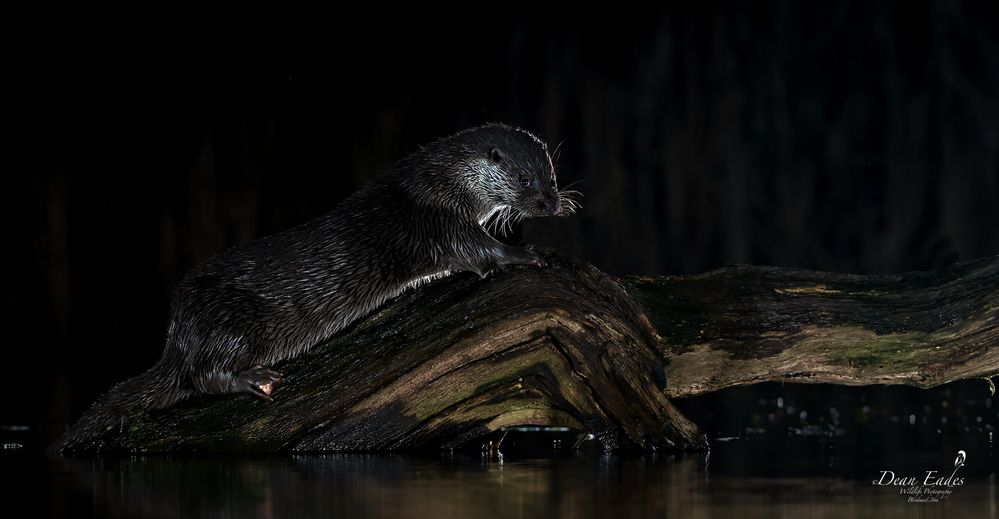 Otter