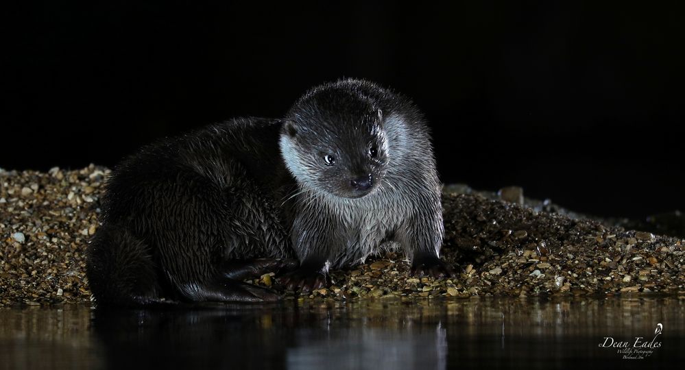 Otter