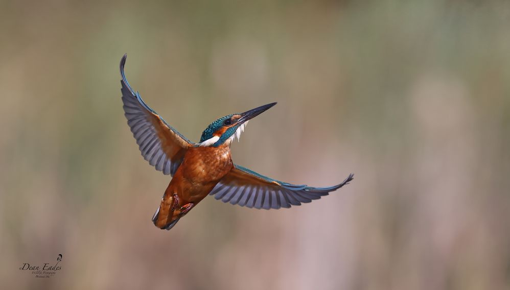 Kingfisher