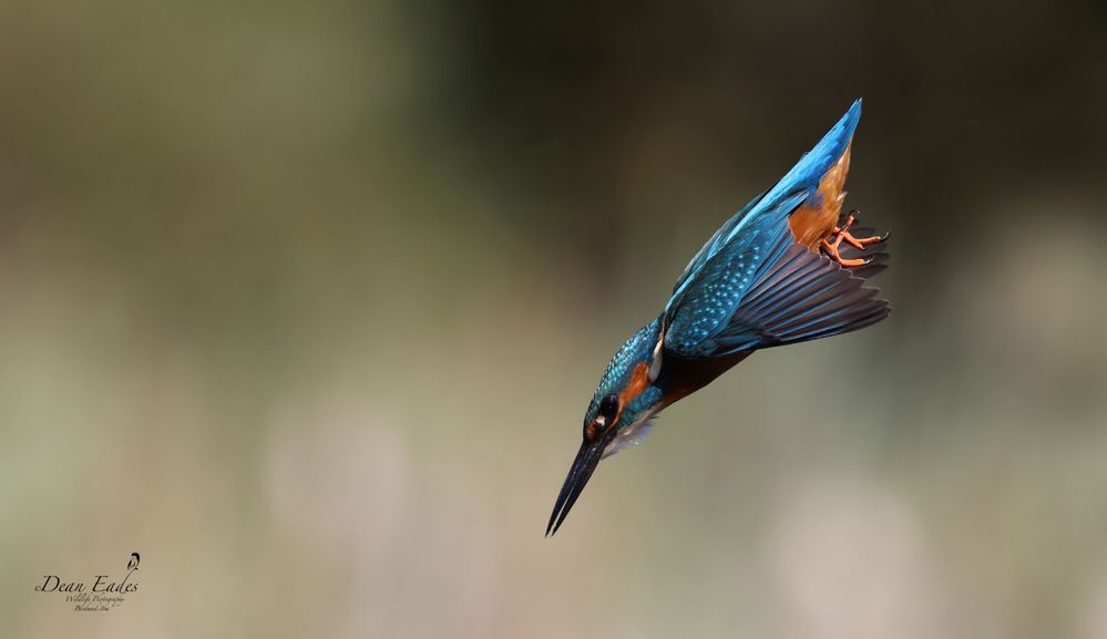 Kingfisher