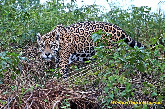 Jaguar stalking in the Pantanal, Brazil