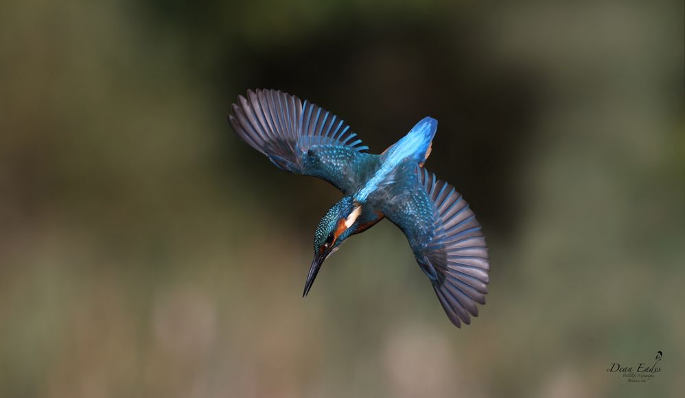 Kingfisher