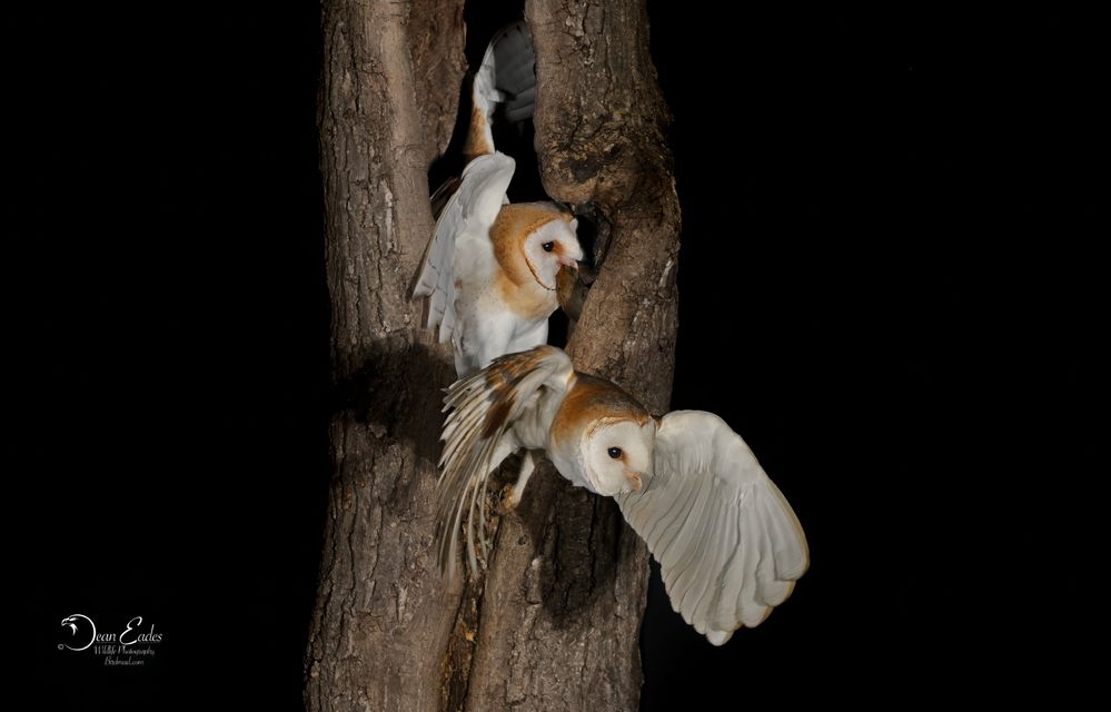 Barn owl