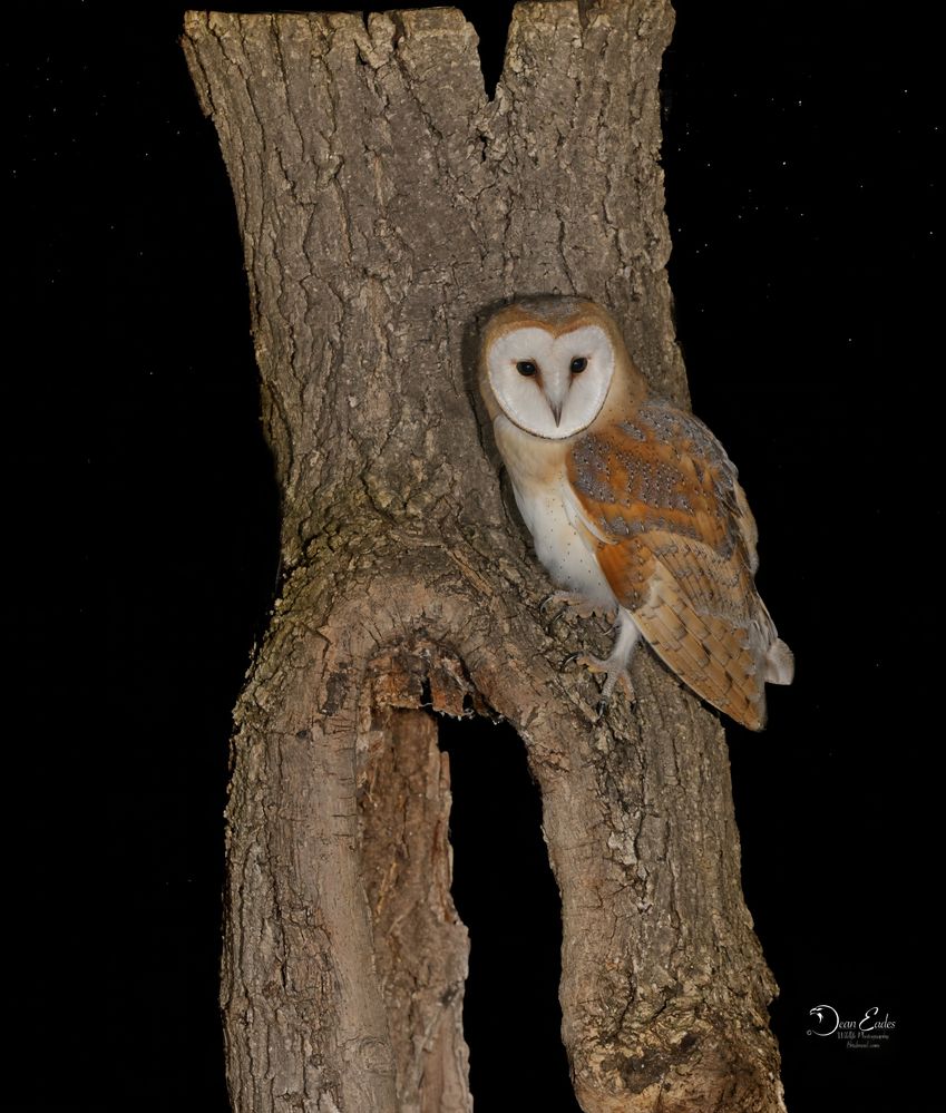 Barn owl