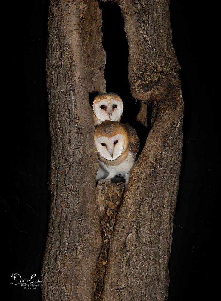 Barn owl