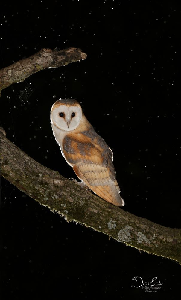 Barn owl