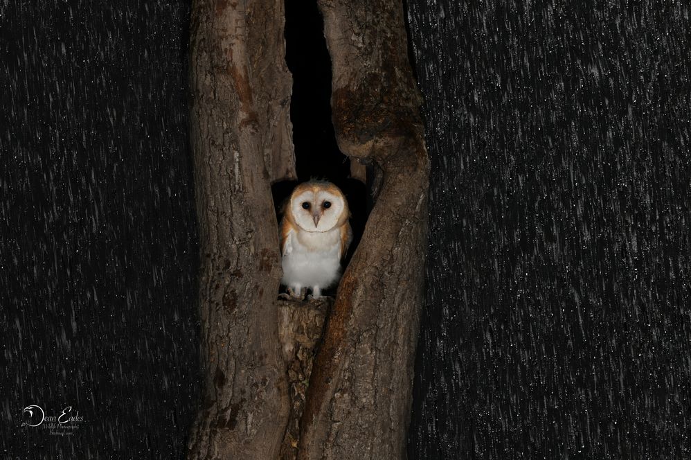 Barn owl