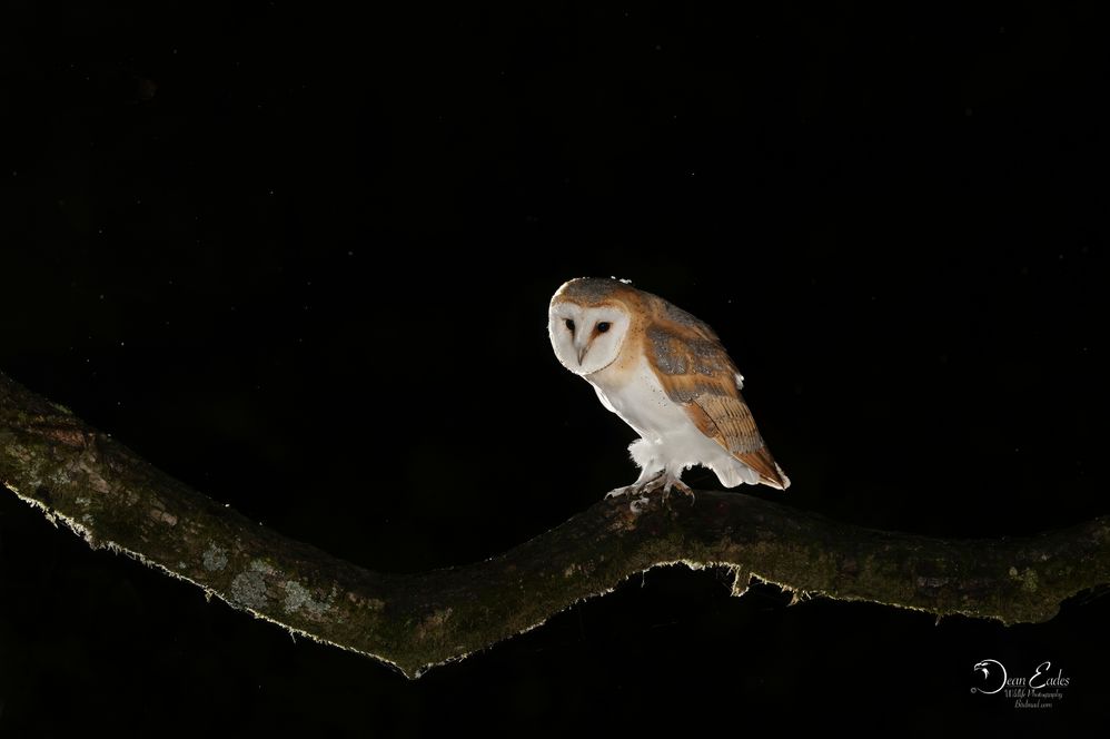 Barn owl