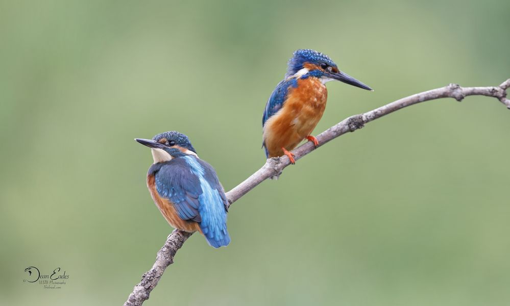 Kingfishers