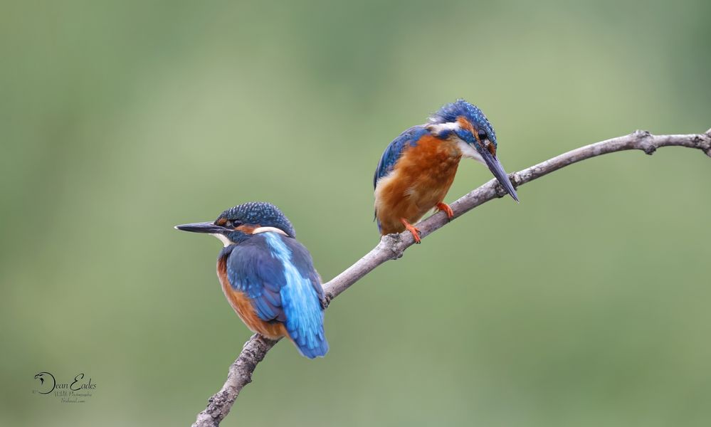 Kingfishers