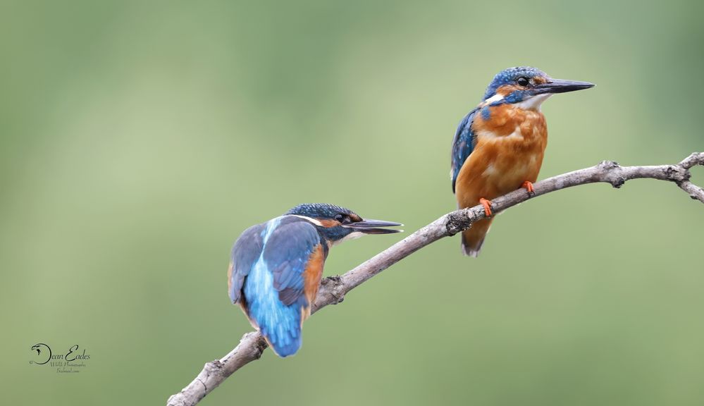 Kingfishers