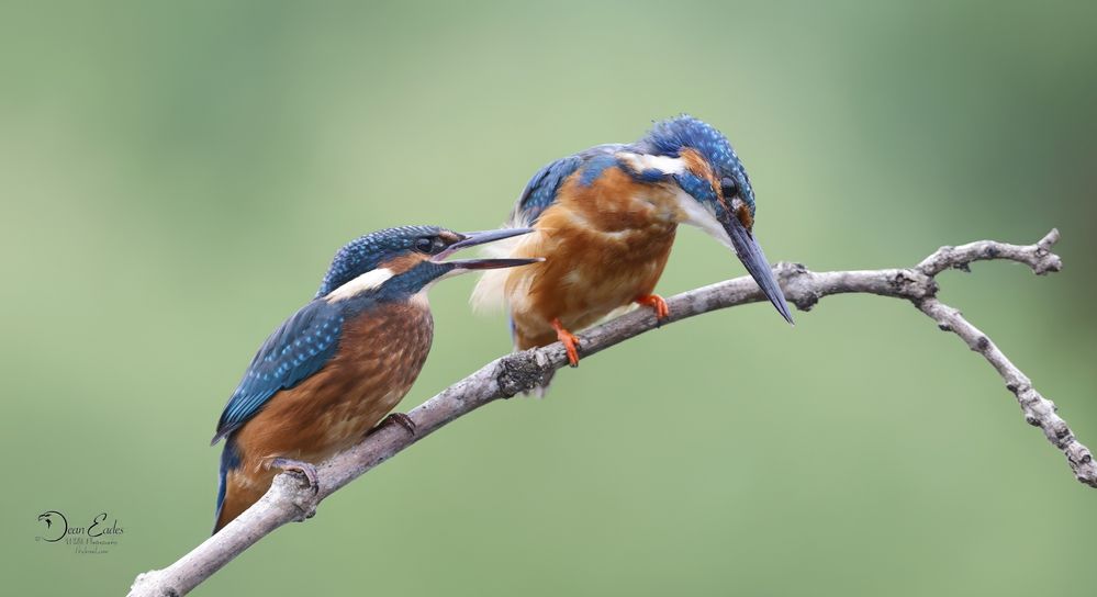 Kingfishers