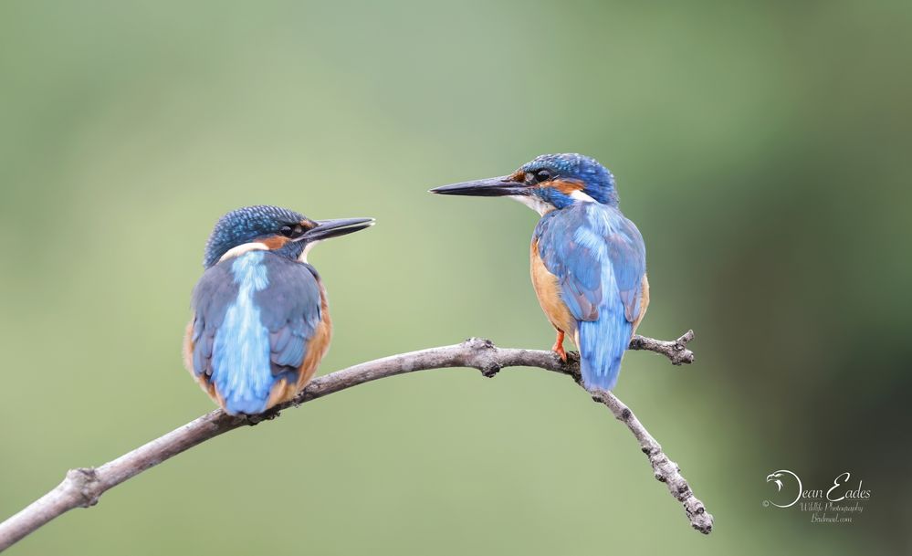 Kingfishers