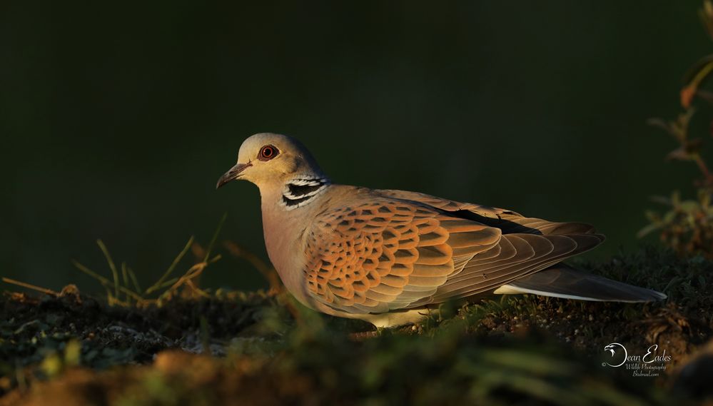 Turtle dove