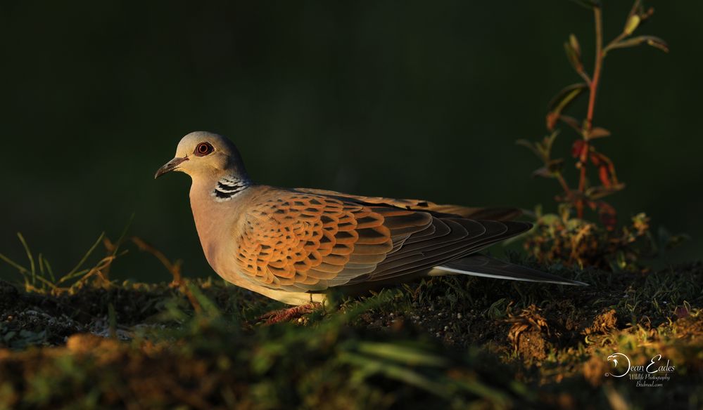 Turtle dove