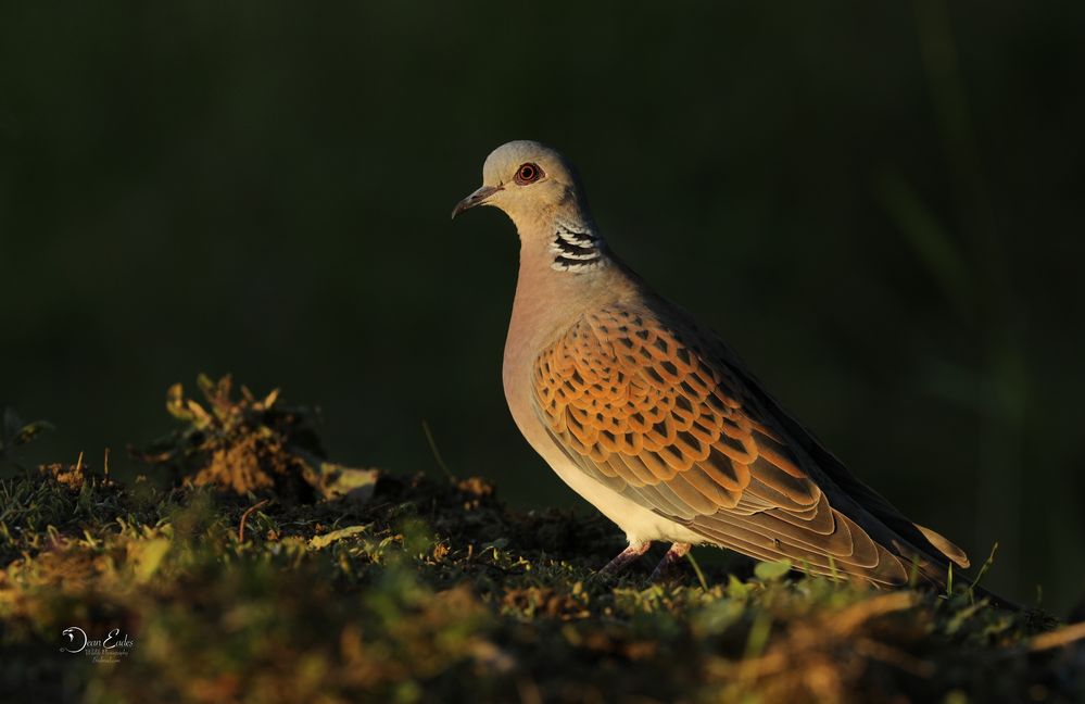 Turtle dove