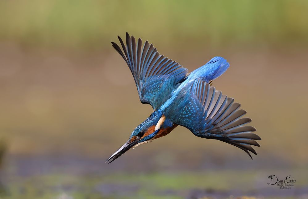 Kingfisher