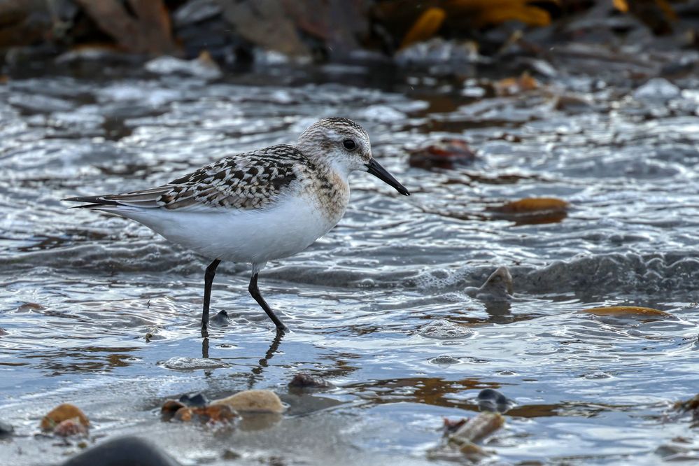 Sanderling(WhitleyBay/UK)