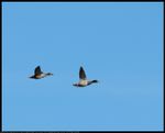 EOS 80D ; F/7.1 ; 1/790 second ; 300 mm ; EF 70-300mm f/4-5.6 IS II USM ; A mallard couple (Anas platyrhynchos) were flying over Lake Thunderbird State Park in Oklahoma, United States on January 9, 2019 ; https://www.rsok.com/~jrm/2019Jan13_birds_and_cats/2019jan09_ducks_IMG_4760c.html