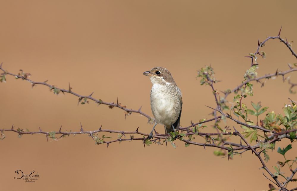 Red-backed shrike