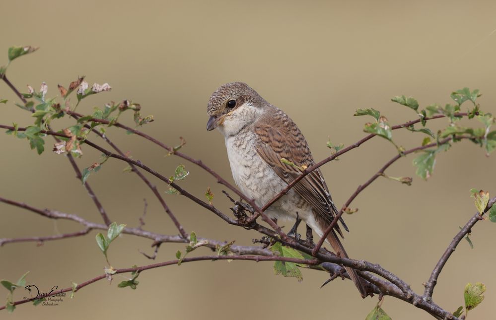 Red-backed shrike