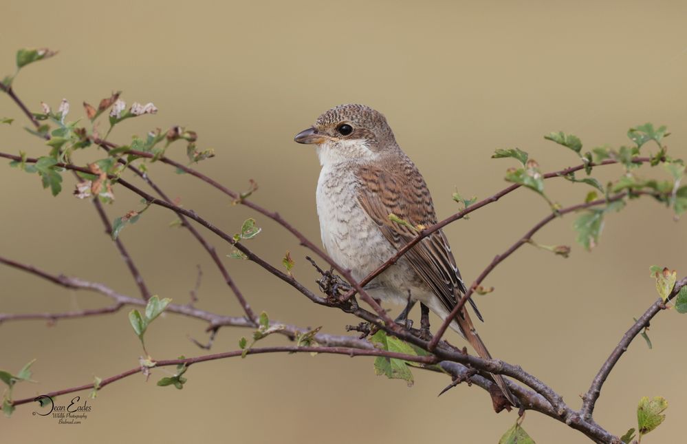 Red-backed shrike