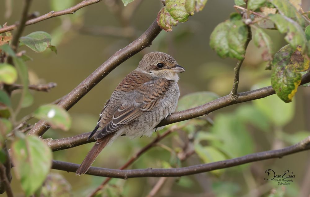 Red-backed shrike