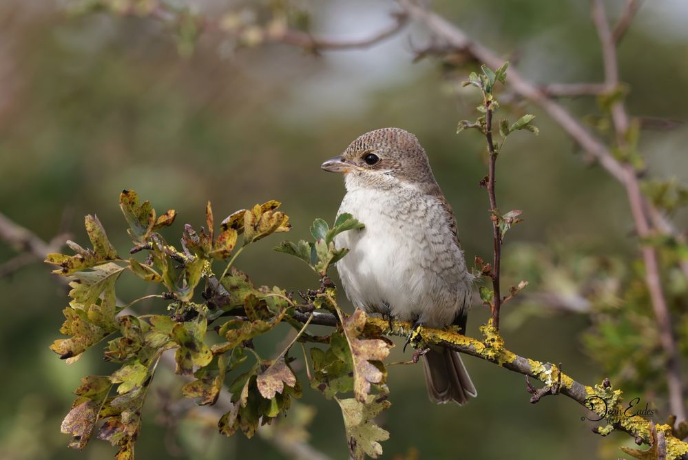 Red-backed shrike